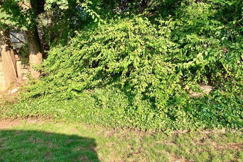 Yanking Ivy Too Fast Yanking Ivy Too Fast