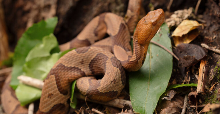 Yard Habits That Attract Copperheads Near Middle Tennessee Porches