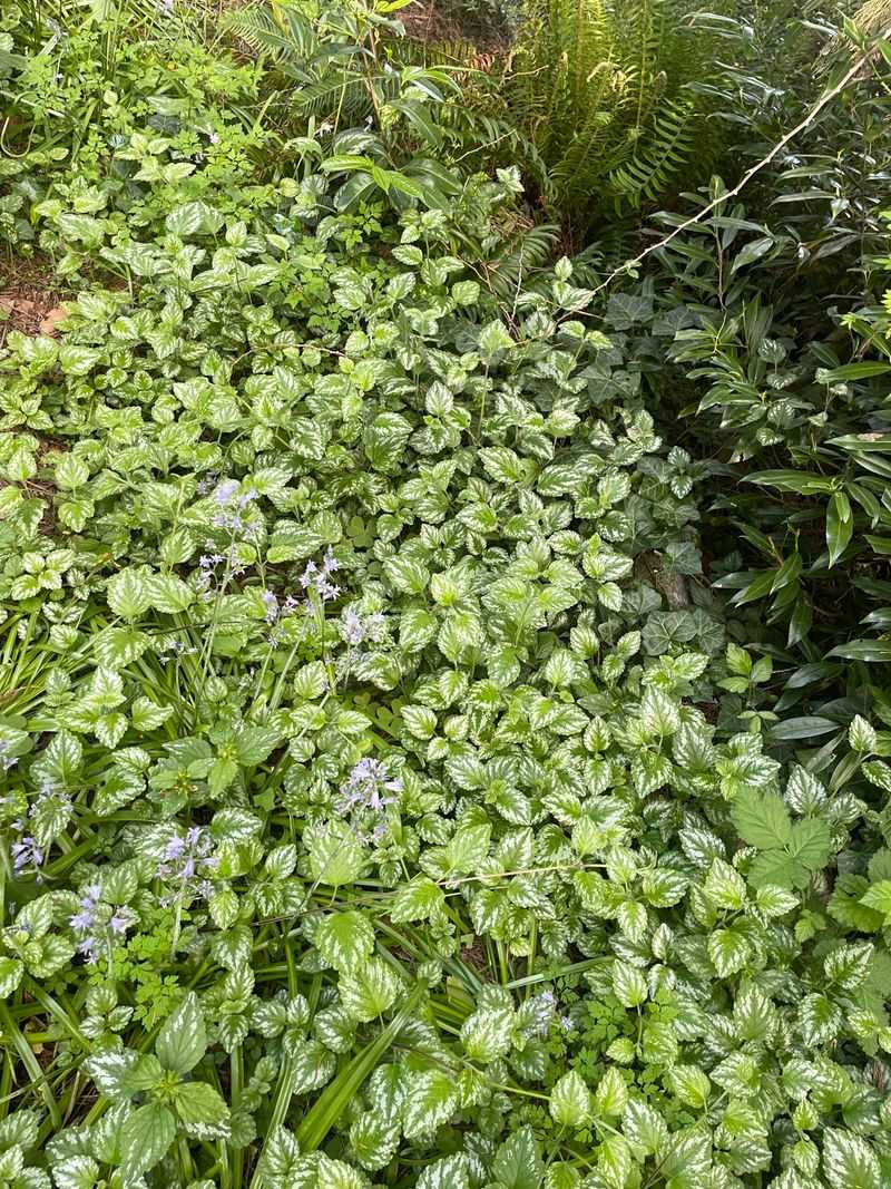 Yard Waste Can Carry It Into Wild Areas Yard Waste Can Carry It Into Wild Areas