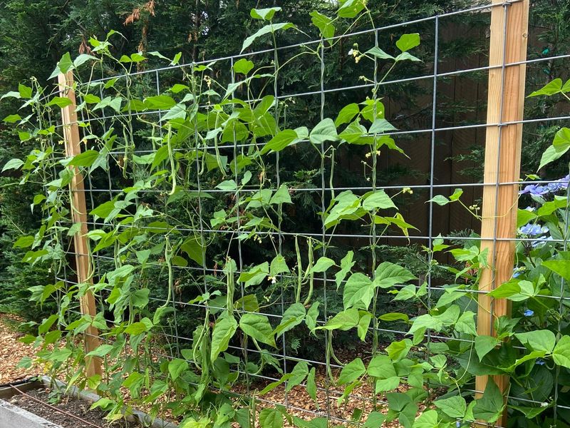 Yardlong Beans Keep Setting Pods In Hot Weather Yardlong Beans Keep Setting Pods In Hot Weather