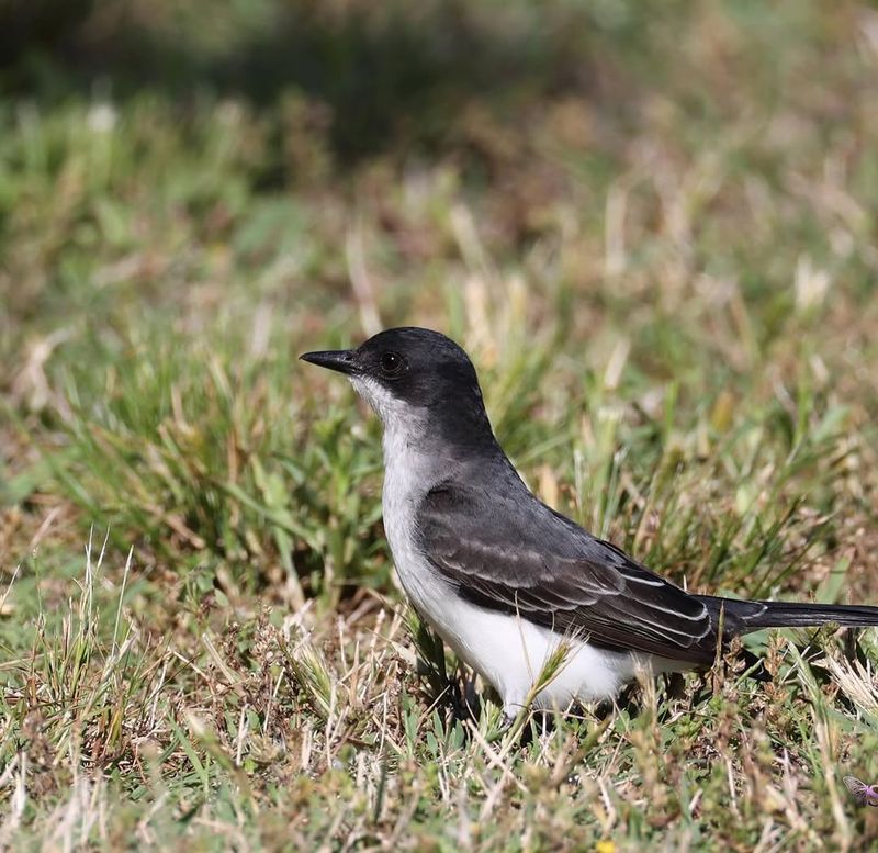 Yards Near Open Spaces Offer Better Foraging Yards Near Open Spaces Offer Better Foraging