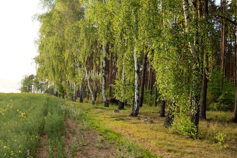 Yards That Border Wooded Areas