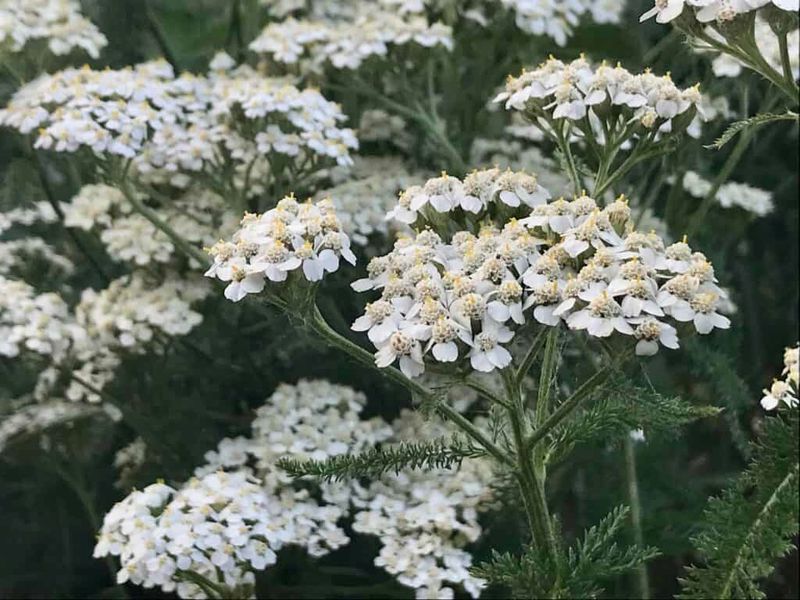Yarrow Yarrow