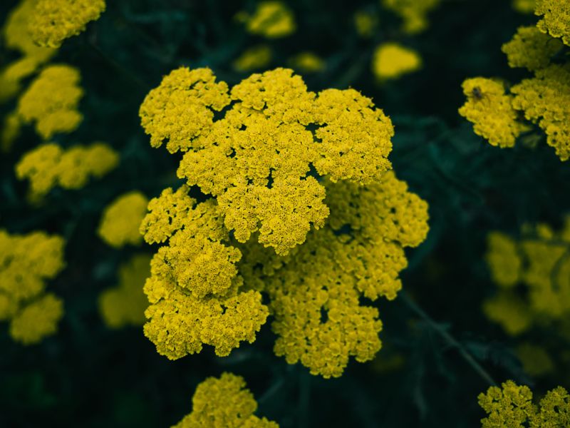Yarrow Yarrow