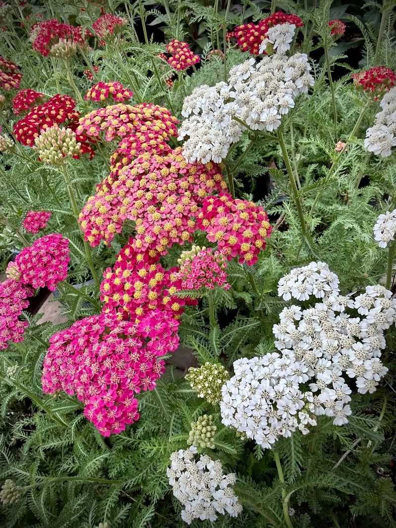 Yarrow Yarrow