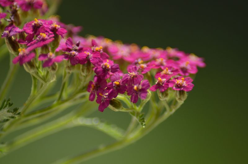 Yarrow Yarrow