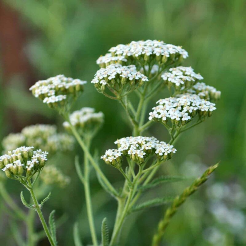 Yarrow Yarrow