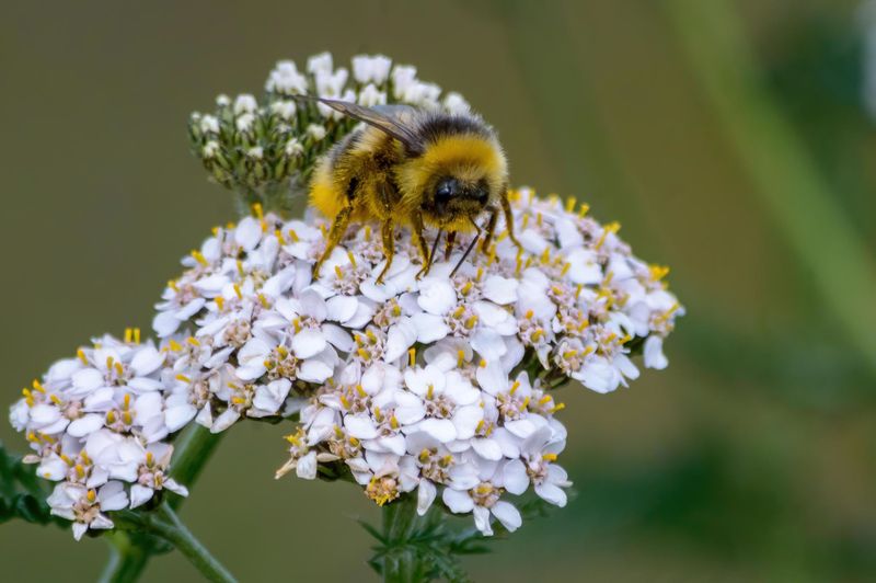 Yarrow
