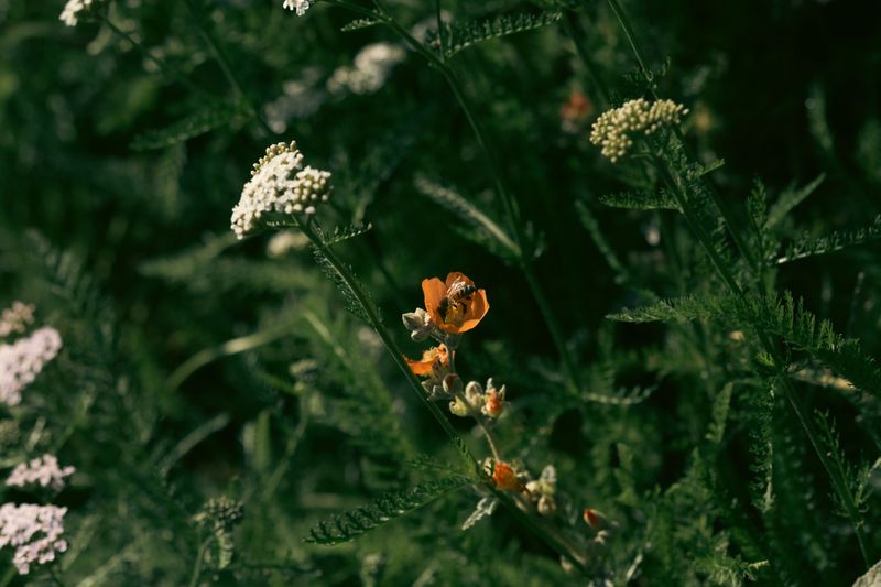 Yarrow Yarrow
