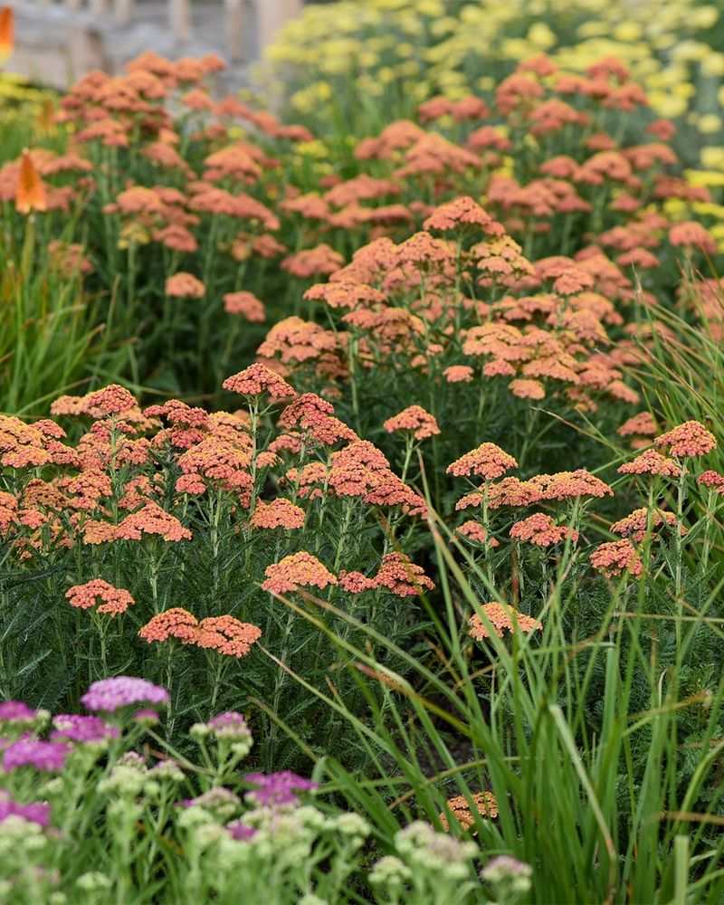 Yarrow Brings Long-Lasting Summer Blooms Yarrow Brings Long-Lasting Summer Blooms