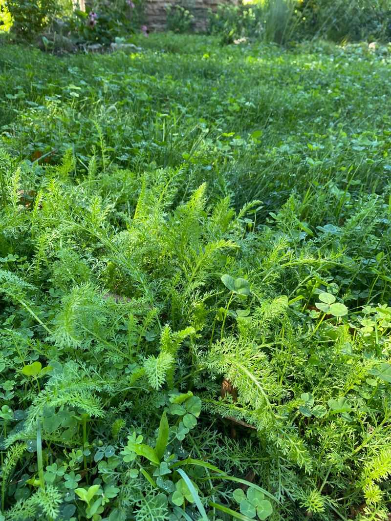Yarrow Handles Sunny Orchard Edges