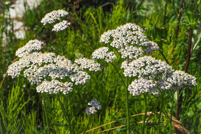 Yarrow In Sunny, Well-Drained Beds