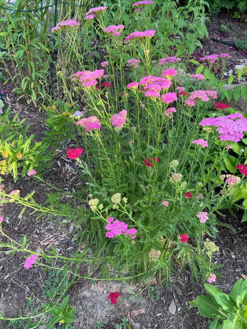 Yarrow Opens The Path Edge Yarrow Opens The Path Edge