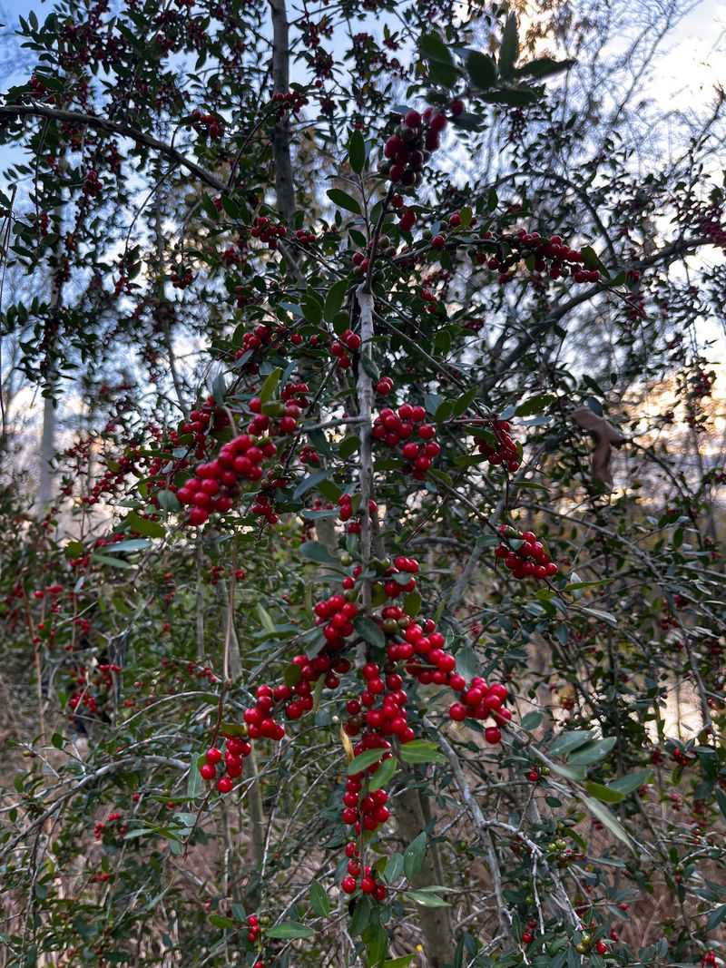 Yaupon Holly Yaupon Holly