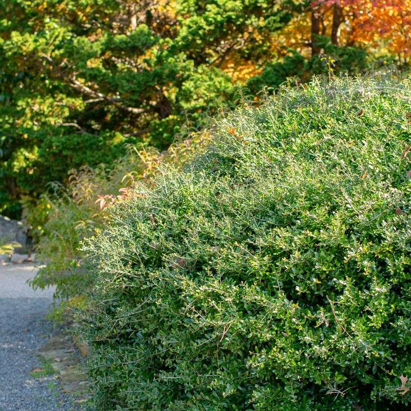 Yaupon Holly Can Be Pruned Like A Hedge