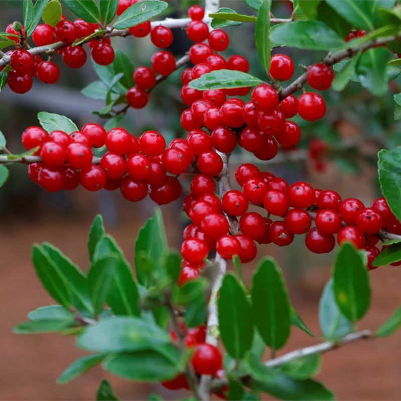 Yaupon Holly Handles Tough Georgia Sites Yaupon Holly Handles Tough Georgia Sites