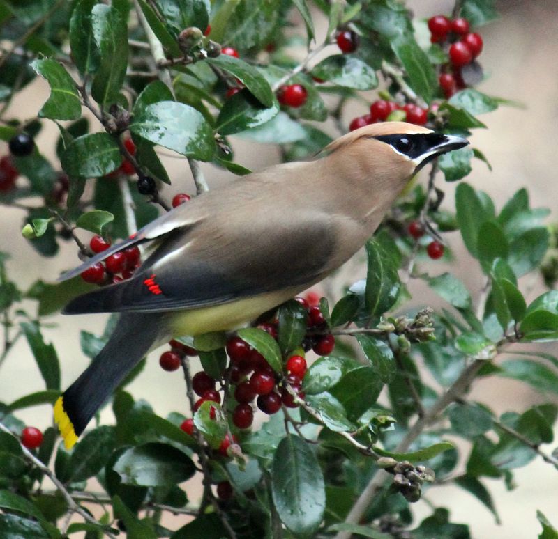 Yaupon Holly Handles Tough North Carolina Conditions