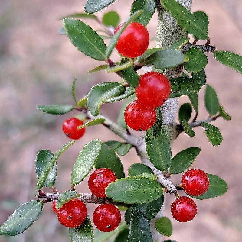 Yaupon Holly (Ilex Vomitoria) Yaupon Holly (Ilex Vomitoria)