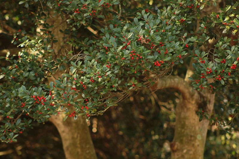 Yaupon Holly (Ilex Vomitoria)