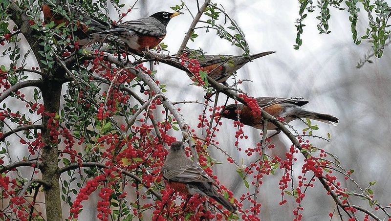 Yaupon Holly Keeps Songbirds Around All Winter Yaupon Holly Keeps Songbirds Around All Winter