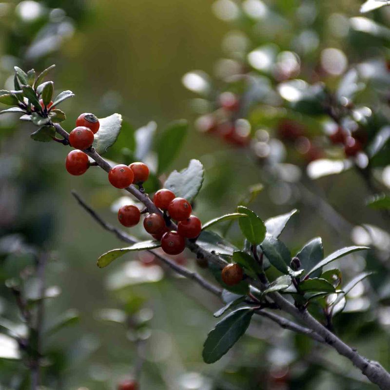 Yaupon Holly Takes The Shears And The Drought