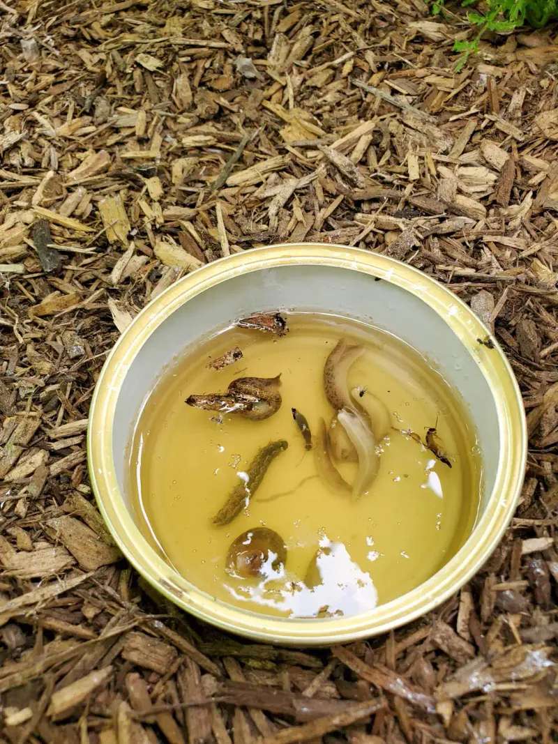 Yeast Bait Traps Slugs The Old Fashioned Way Yeast Bait Traps Slugs The Old Fashioned Way