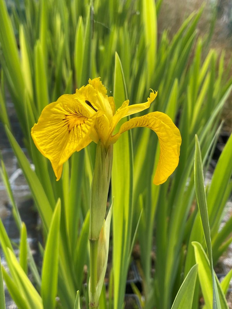 Yellow Flag Iris Yellow Flag Iris