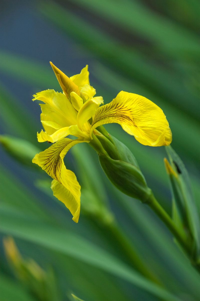 Yellow Flag Iris