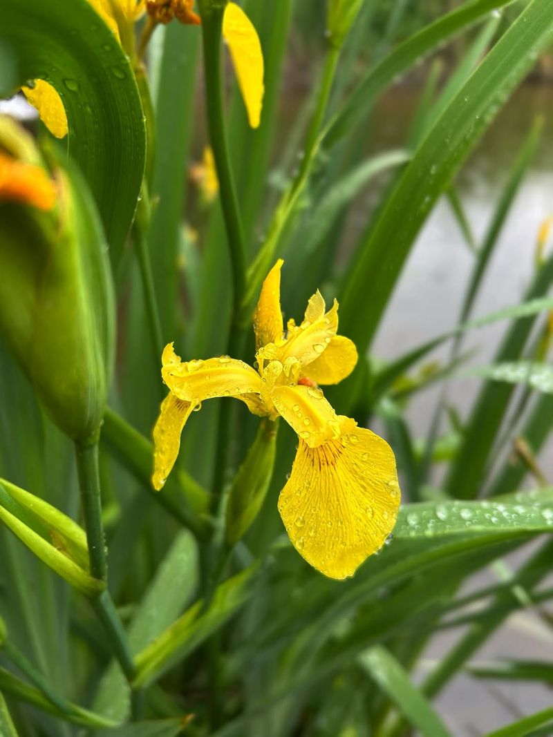 Yellow Flag Iris