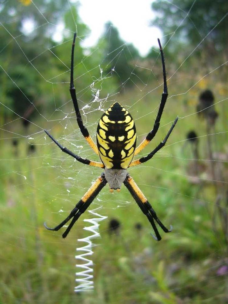 Yellow Garden Spider Is The One Behind The Sightings