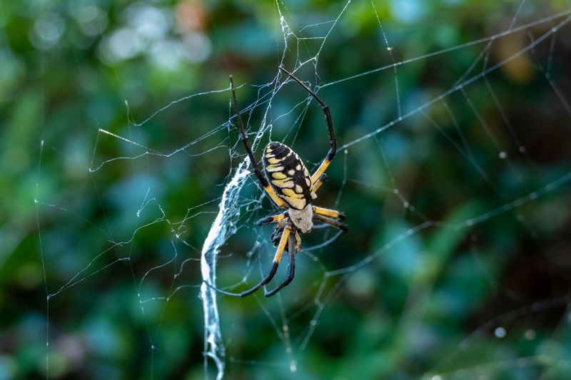 Yellow Garden Spiders Yellow Garden Spiders