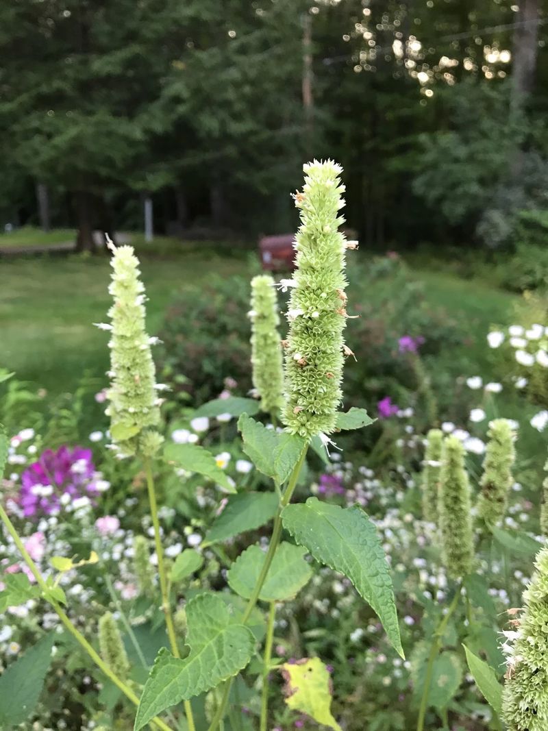 Yellow Giant Hyssop Uses Aromatic Foliage As A Deterrent