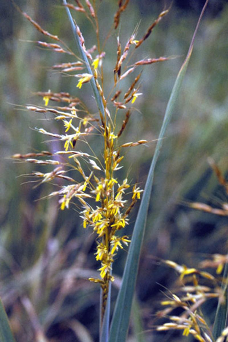Yellow Indiangrass (Sorghastrum Nutans) Yellow Indiangrass (Sorghastrum Nutans)