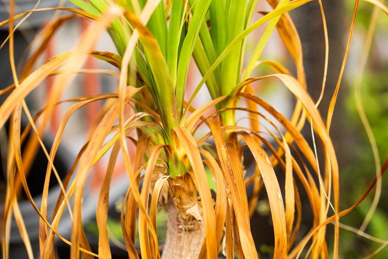 Yellow Leaves Can Mean The Plant Is Not Getting Enough Water Yellow Leaves Can Mean The Plant Is Not Getting Enough Water