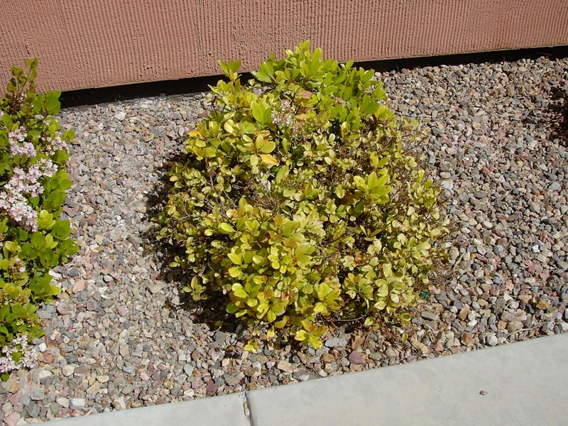 Yellow Leaves Can Signal Watering Problems