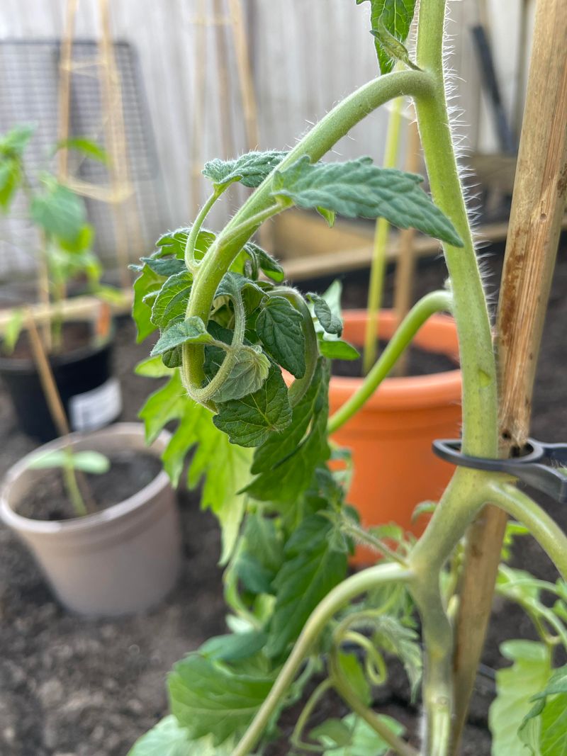 Yellow Leaves With Wilting May Mean Root Stress