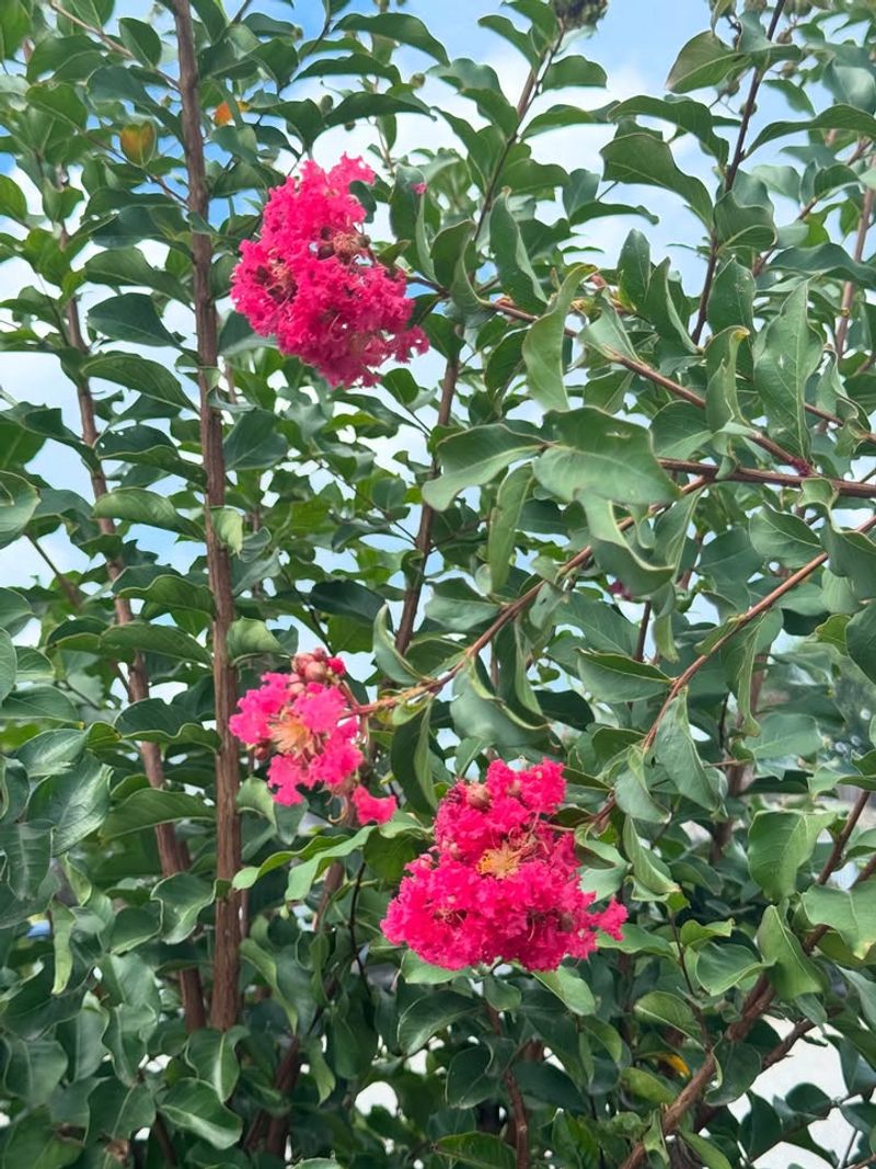 Yellow Leaves Without Spots May Signal Dry Soil