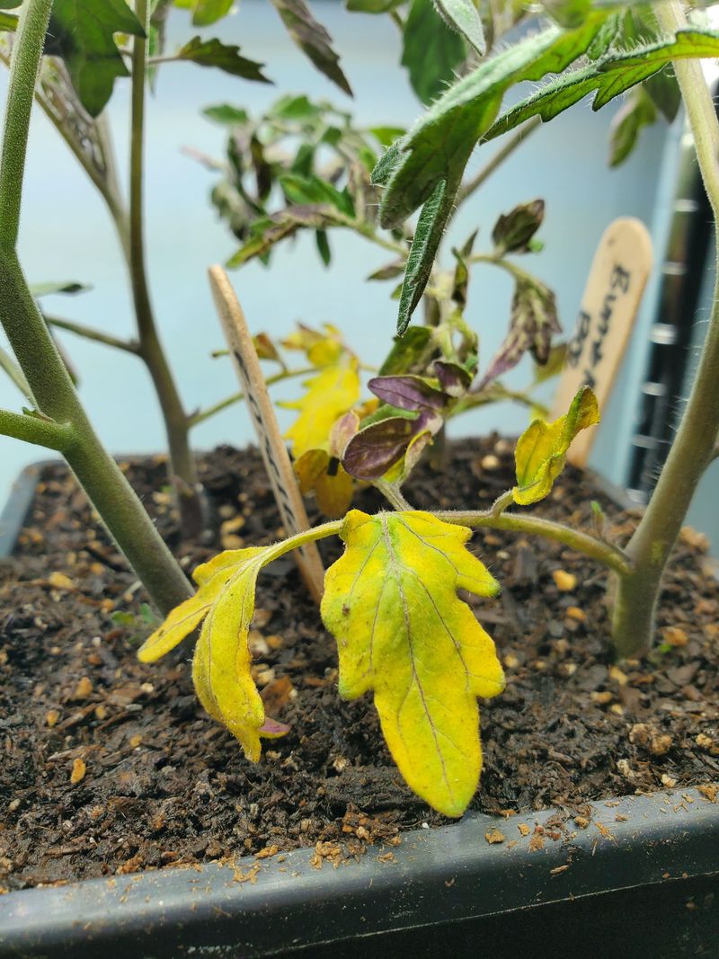 Yellow Lower Leaves May Mean Nitrogen Is Low Yellow Lower Leaves May Mean Nitrogen Is Low