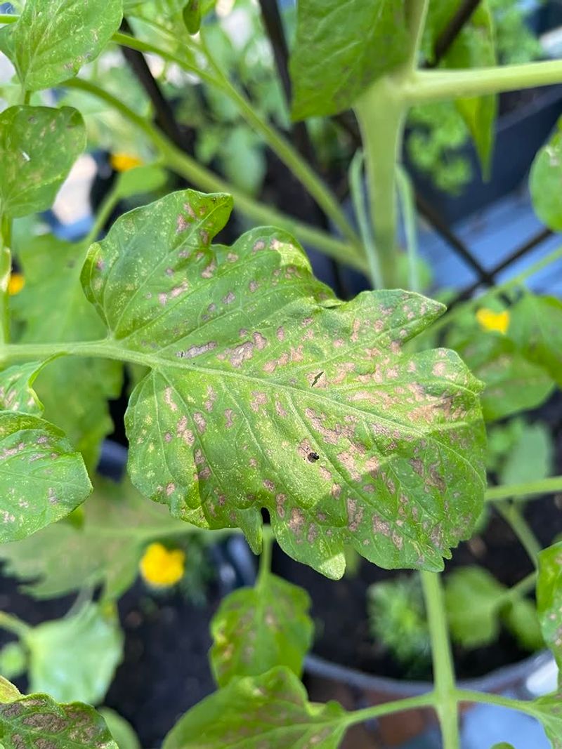 Yellow Lower Leaves With Small Spots Yellow Lower Leaves With Small Spots