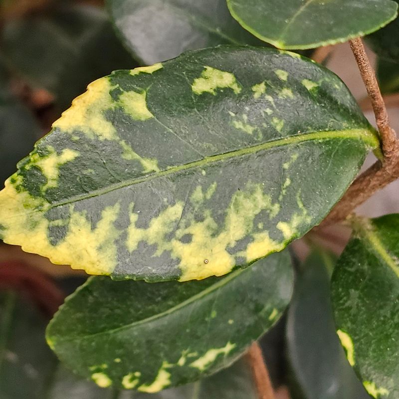 Yellow Mottling Often Points To Tea Scale
