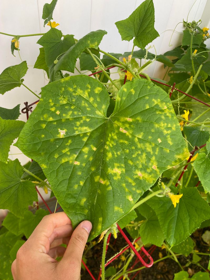 Yellow Mottling Suggests A Virus