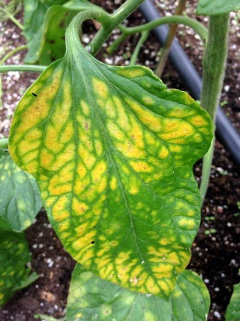 Yellow New Growth May Mean A Different Nutrient Issue Yellow New Growth May Mean A Different Nutrient Issue