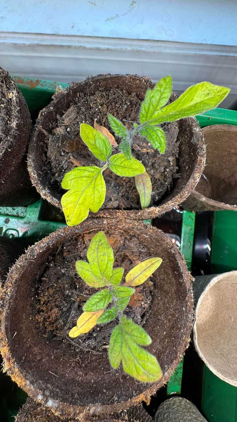 Yellow New Growth May Mean A Nutrient Or Soil Ph Problem