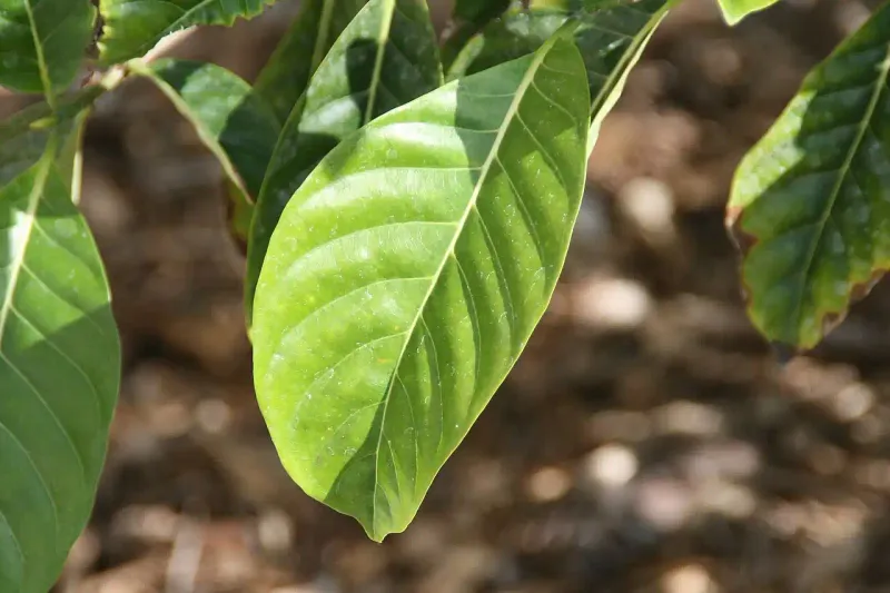 Yellow New Growth May Point To Iron Issues Yellow New Growth May Point To Iron Issues