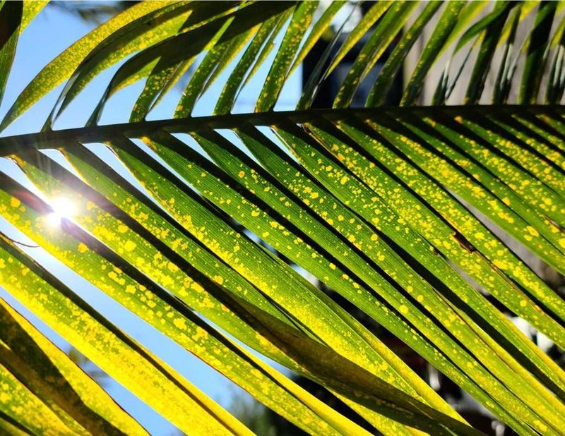 Yellow Older Fronds Point To Potassium Yellow Older Fronds Point To Potassium