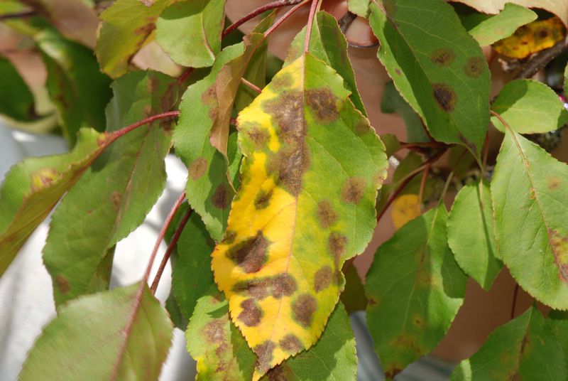 Yellow Orange Spots On Leaves