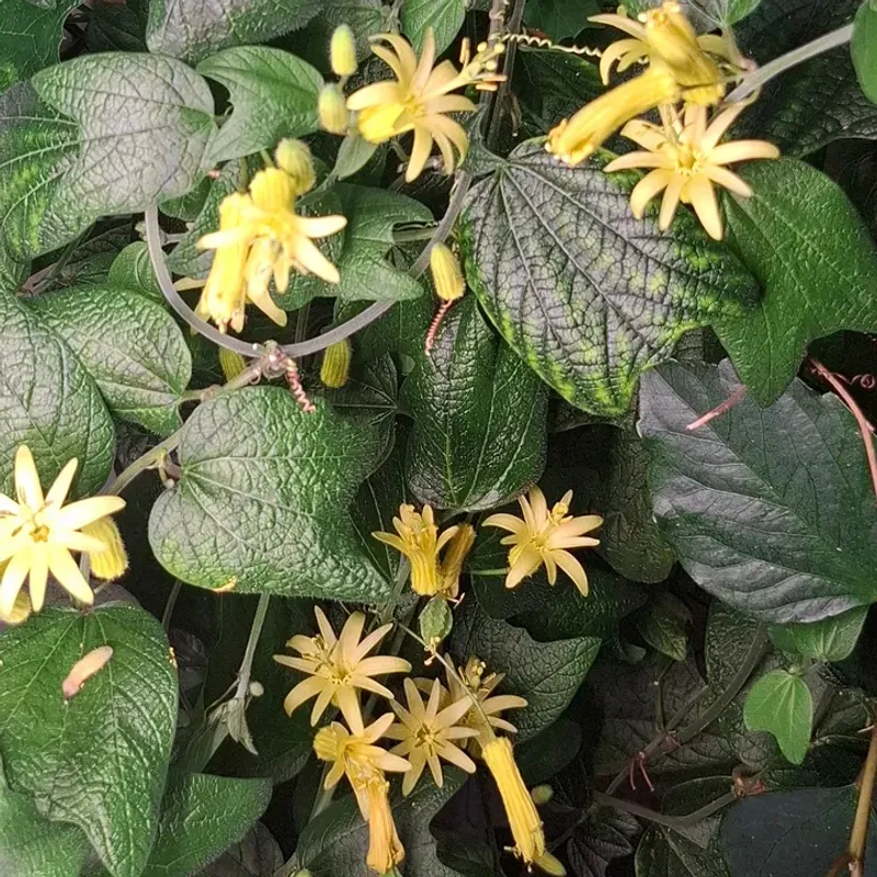 Yellow Passionflower Fits Smaller Spaces