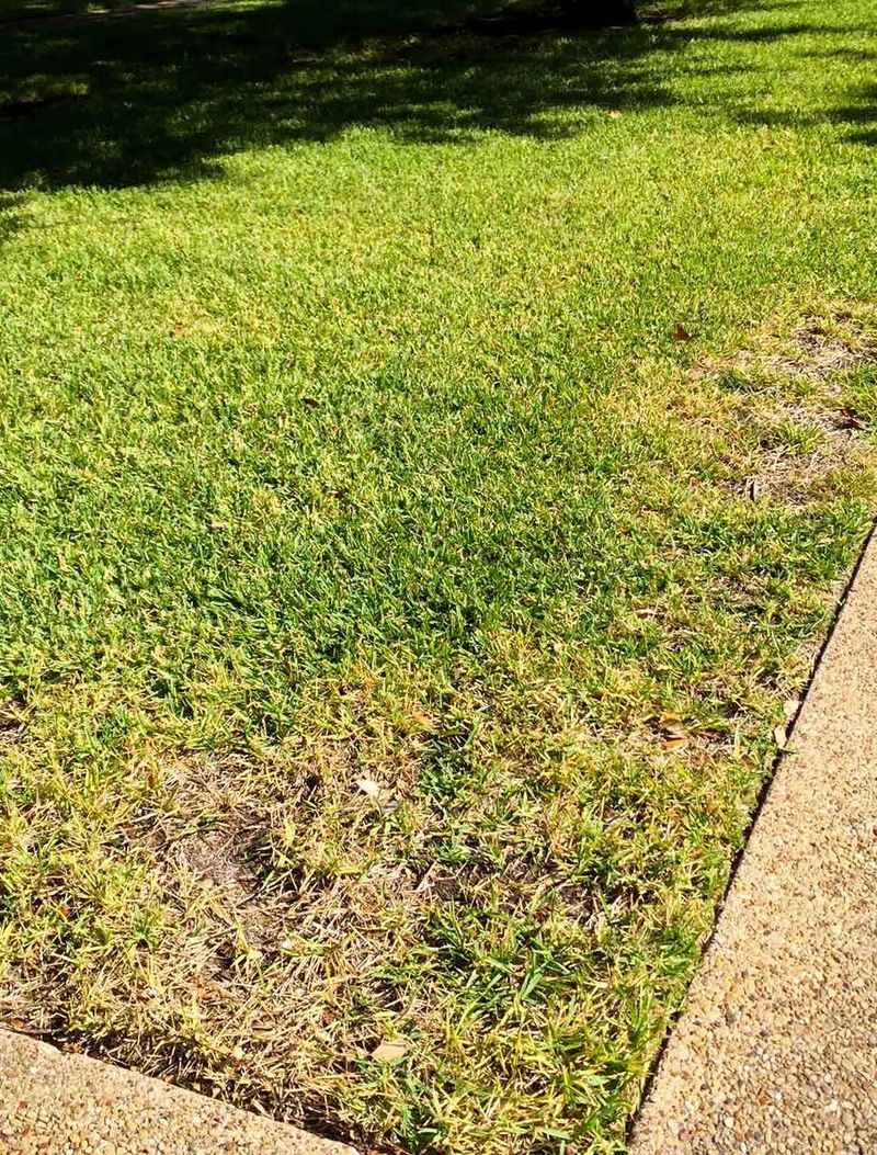 Yellow Patches Appearing In Hot Sunny Areas Yellow Patches Appearing In Hot Sunny Areas