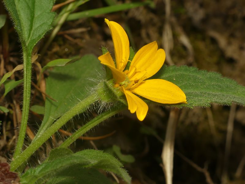 Yellow Spring Flowers Brighten Dark Borders