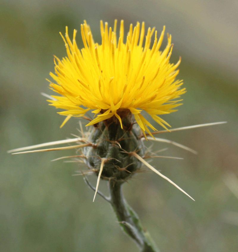 Yellow Starthistle Is More Than A Weed